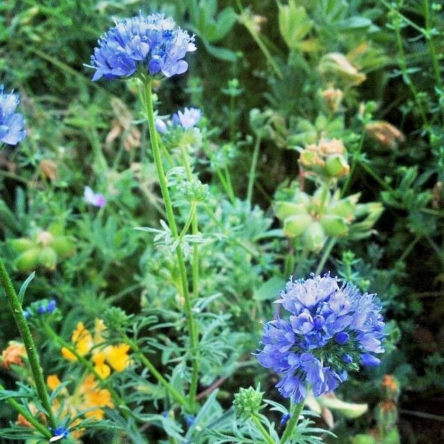 Globe Gilia Thimble Flower Seeds - 400+ Seeds - Native Southwest Wildflower, Drought Tolerant, Heat Resistant