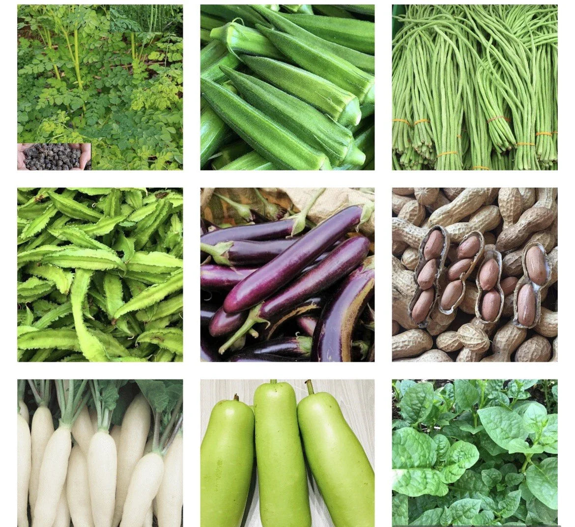 20 Variety Asian Vegetable Seed Packets - Heirloom, Organic, Non-GMO Seeds for Home Gardening - Grow Your Own Food!