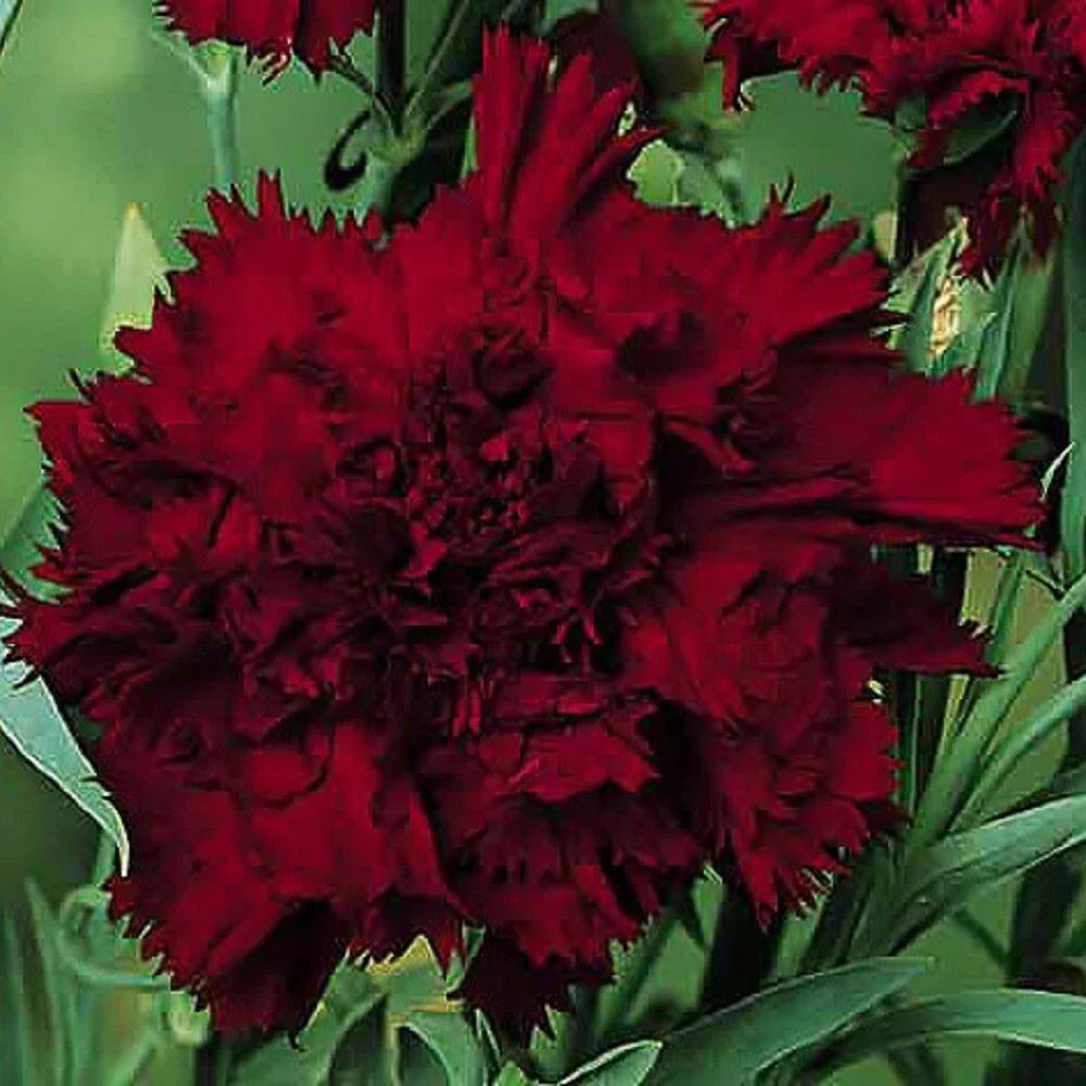 Black King Carnation Seeds - 100 Perennial Dianthus Flowers - High-Quality Seed for Vibrant Blooms - USA Grown
