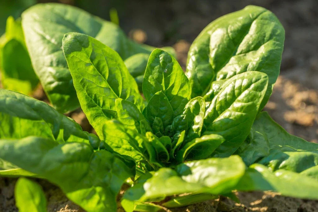 Noble Giant Spinach Seeds - 200 Non-GMO Seeds for Garden Planting, Spinacia oleracea