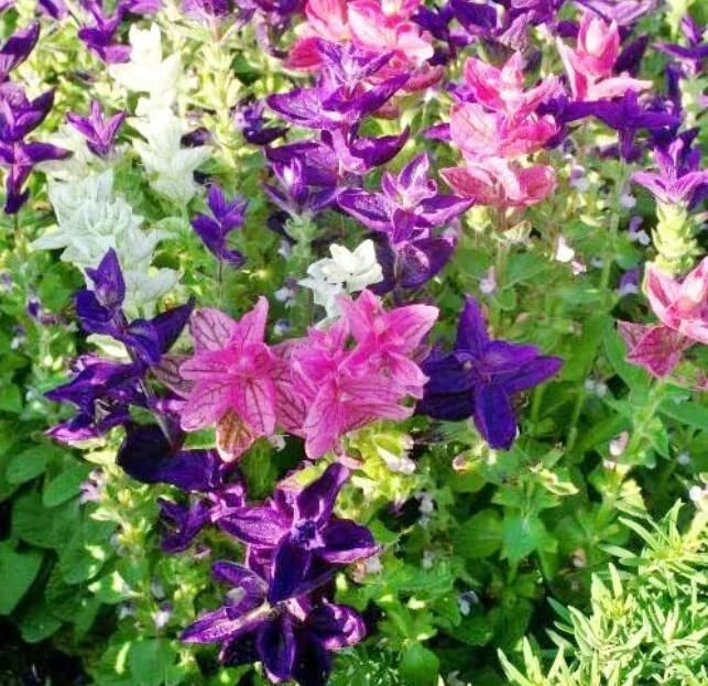 Tricolor Mix Clary Sage Seeds for Planting - 100 Seeds - Salvia sclarea
