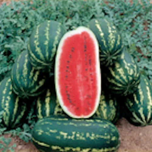 Legacy Watermelon Seeds - Fresh Watermelon Seed for Planting - Citrullus lanatus