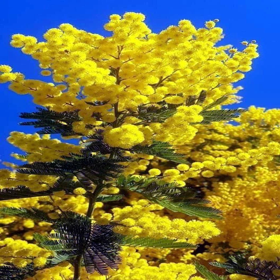 10 Sweet Acacia Tree Seeds - Fast Growing Wattle Flower - Acacia farnesiana