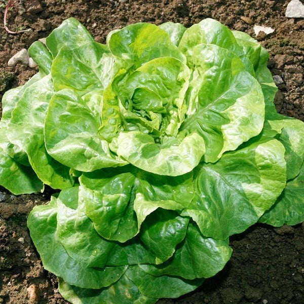 Bibb Lettuce Seeds | Heirloom Butterhead Variety | Non-GMO | Free Shipping | Lactuca sativa