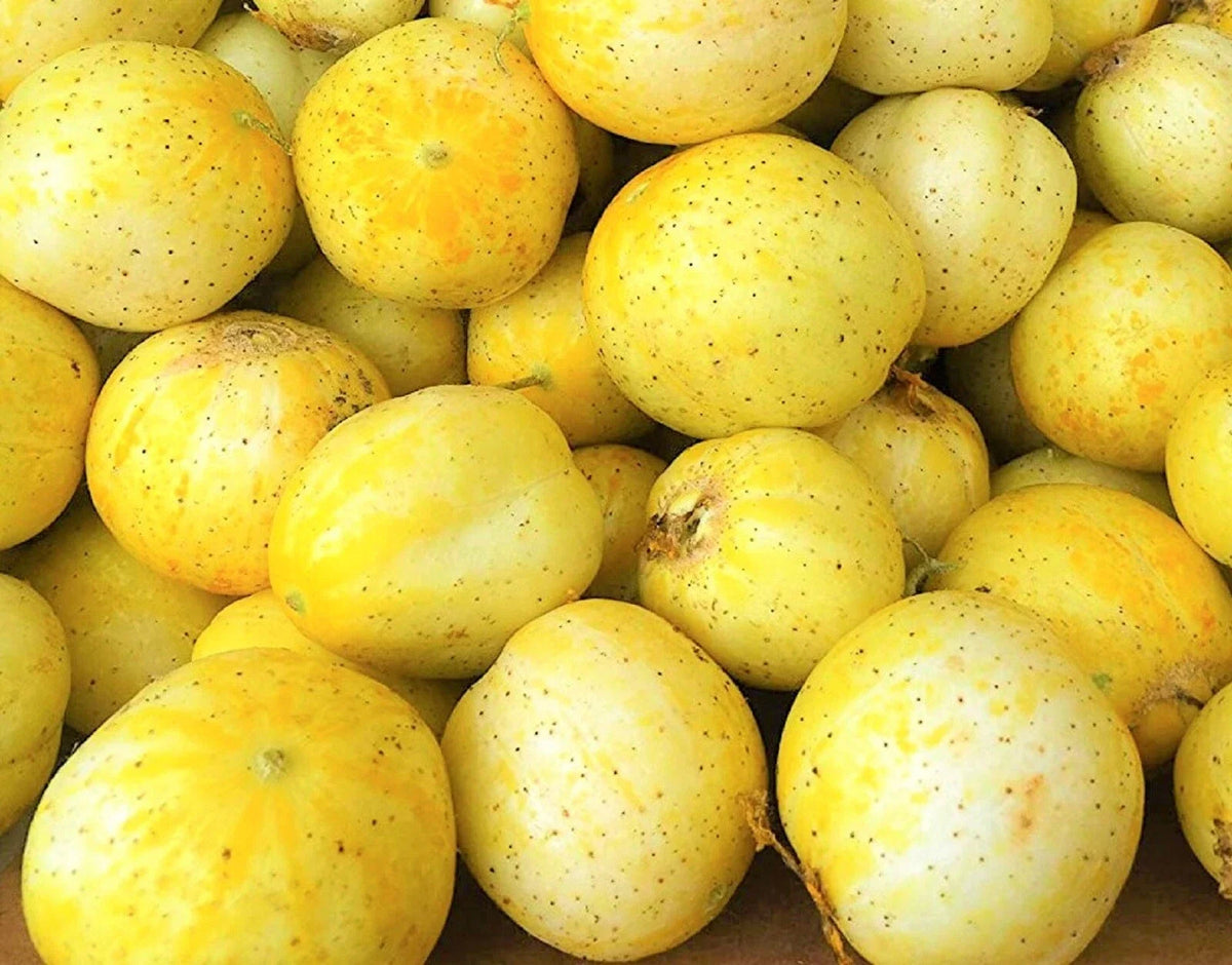 Lemon Cucumber Seeds - 40 Non-GMO Seeds - Cucumis sativus - Heirloom Variety for Home Gardening
