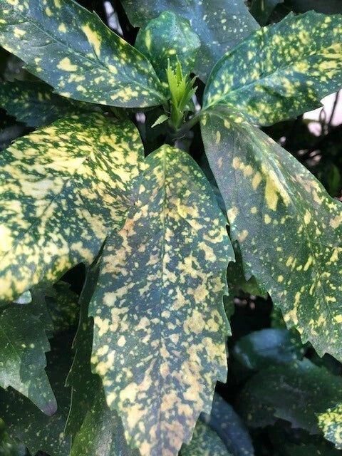 Gold Dust Aucuba Shrub Cuttings - 6" Rooting Cuttings - Aucuba japonica - 5 Pieces Green Shrubbery Plants