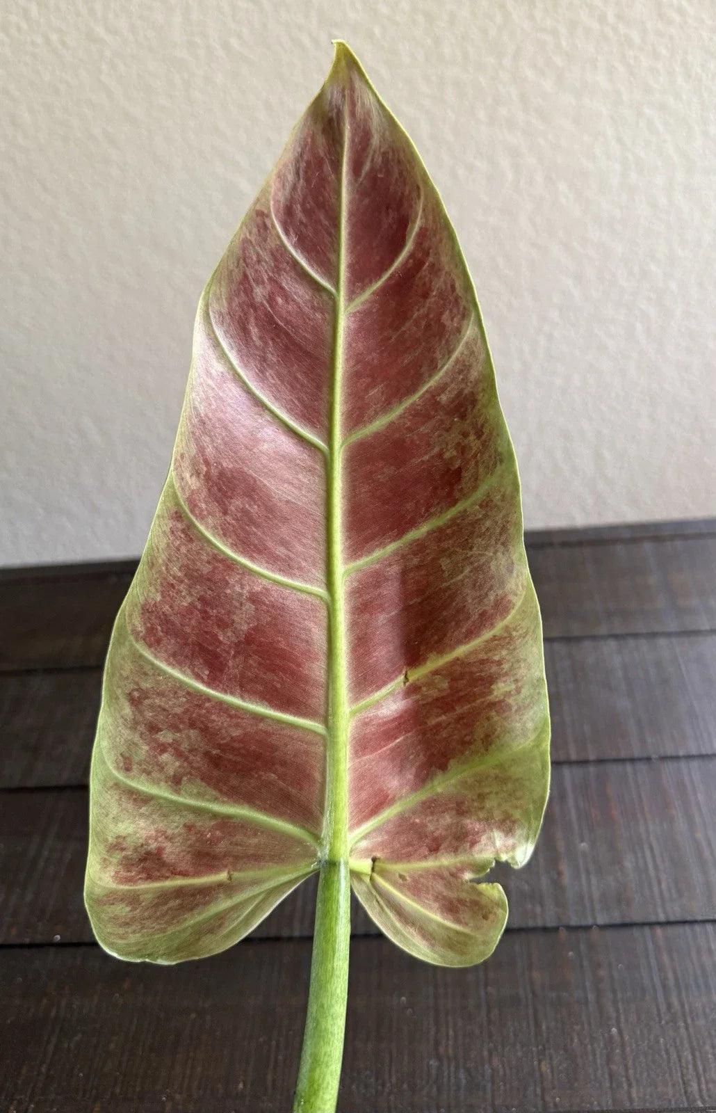 Philodendron Subhastatum Rooted Cutting - Tropical Houseplant, Rare Variety, Easy Care, Indoor Plant