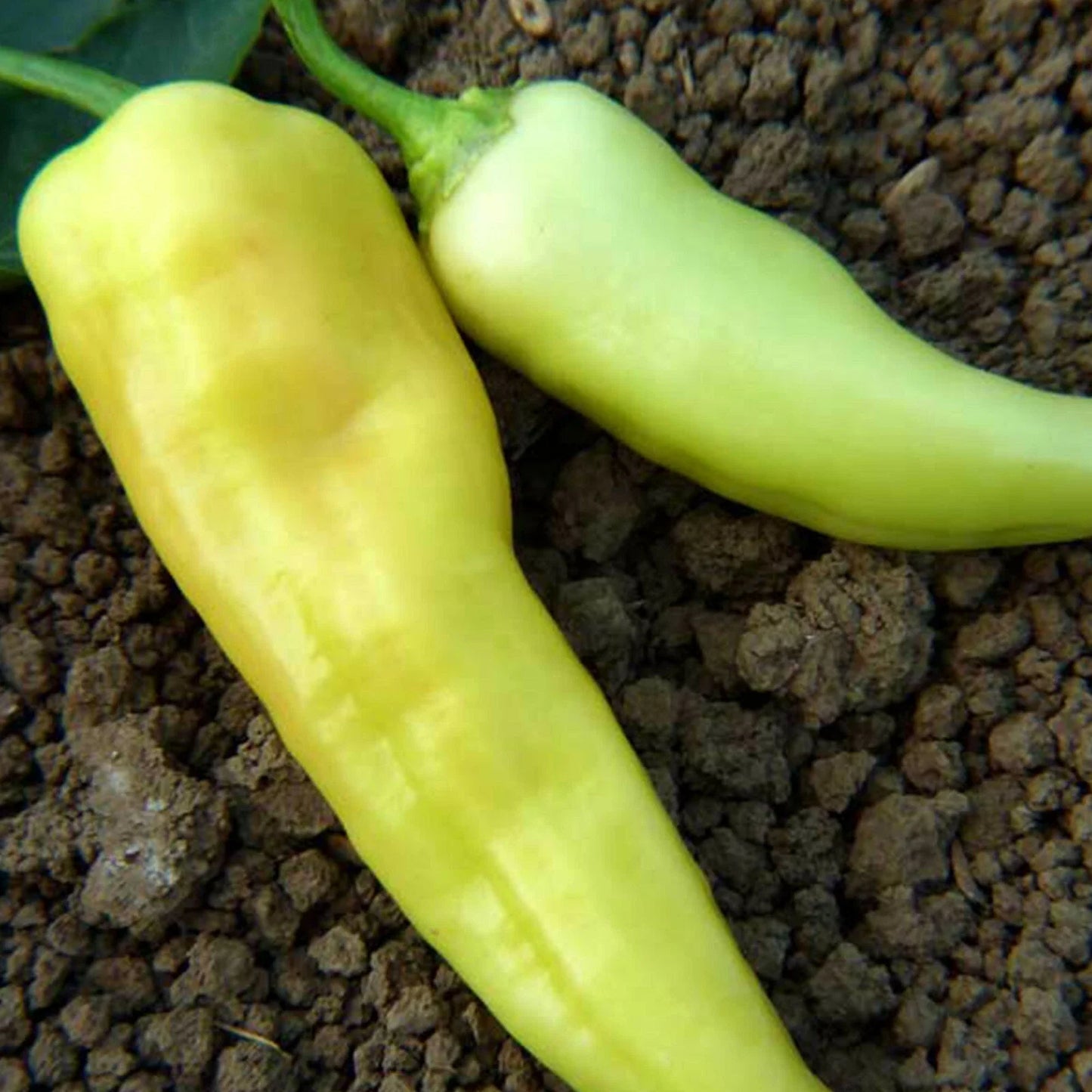 Sweet Banana Pepper Seeds 4 oz Sealed Bag - Capsicum annuum - Non-GMO, Heirloom Variety, Ideal for Home Gardens