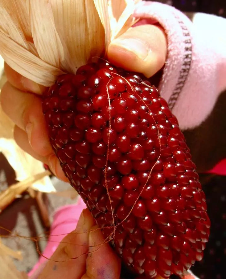 120+ Organic Heirloom Strawberry Ruby Corn Seeds - Sweet Rare Popcorn Variety - Zea mays everta