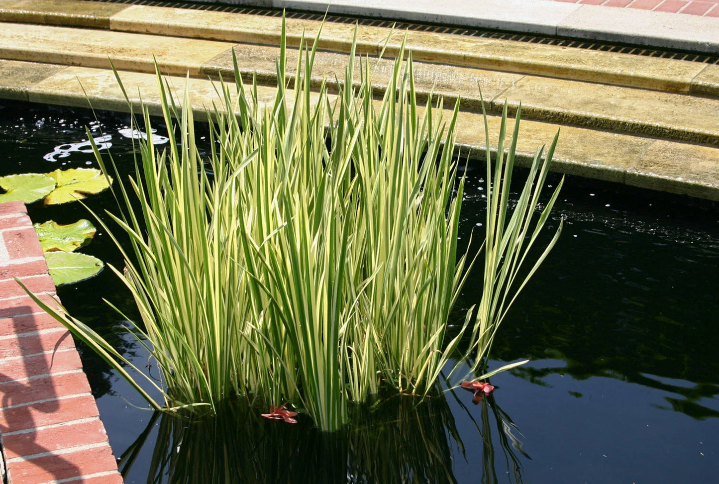 Cold Hardy Variegated Sweet Flag Plant - 2 Gallon Marginal Aquatic Plant (Acorus calamus) - Perfect for Ponds and Water Gardens