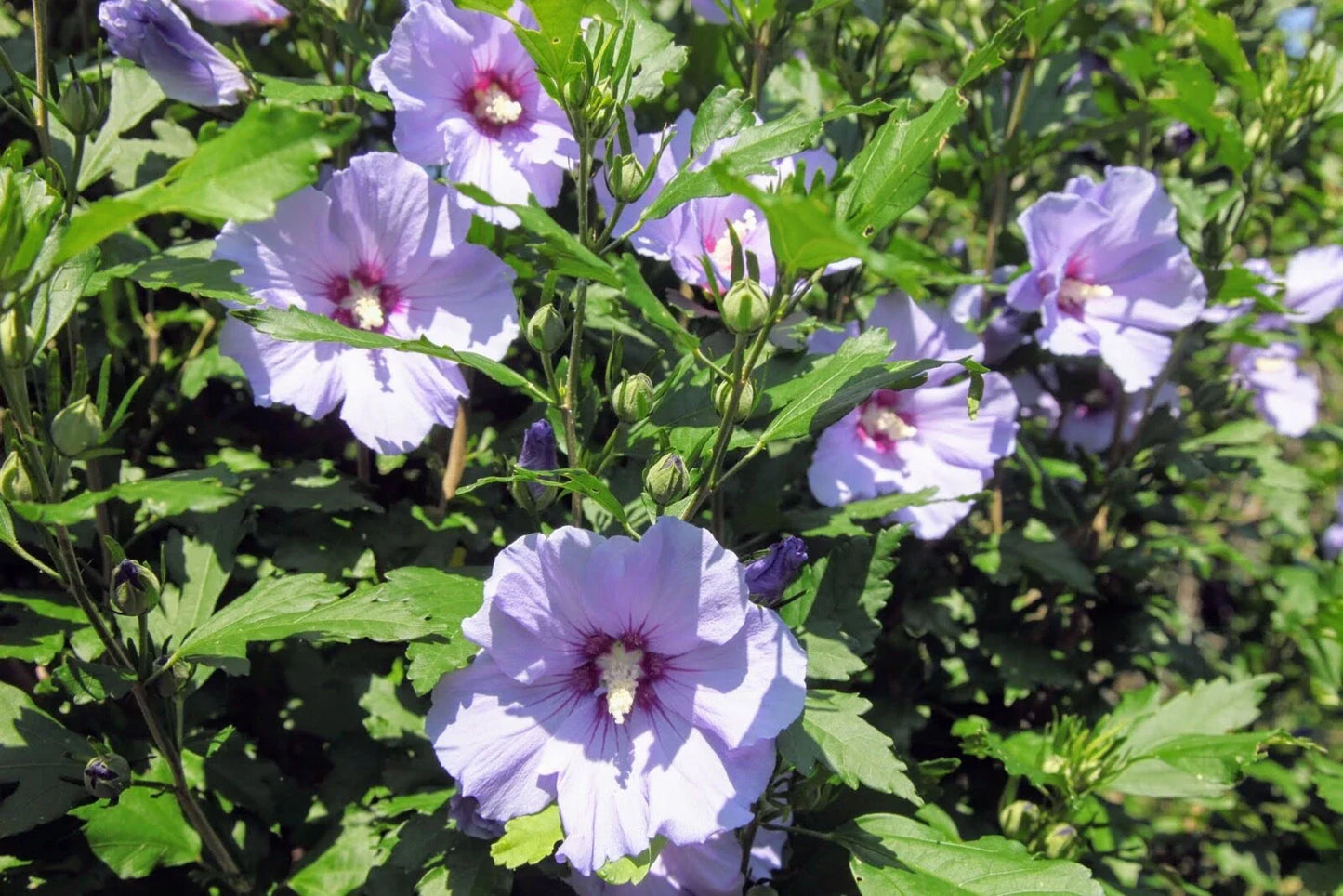 Unrooted Hibiscus Rose of Sharon Cuttings (10) - Hardy Flowering Shrubs for Garden - Hibiscus syriacus