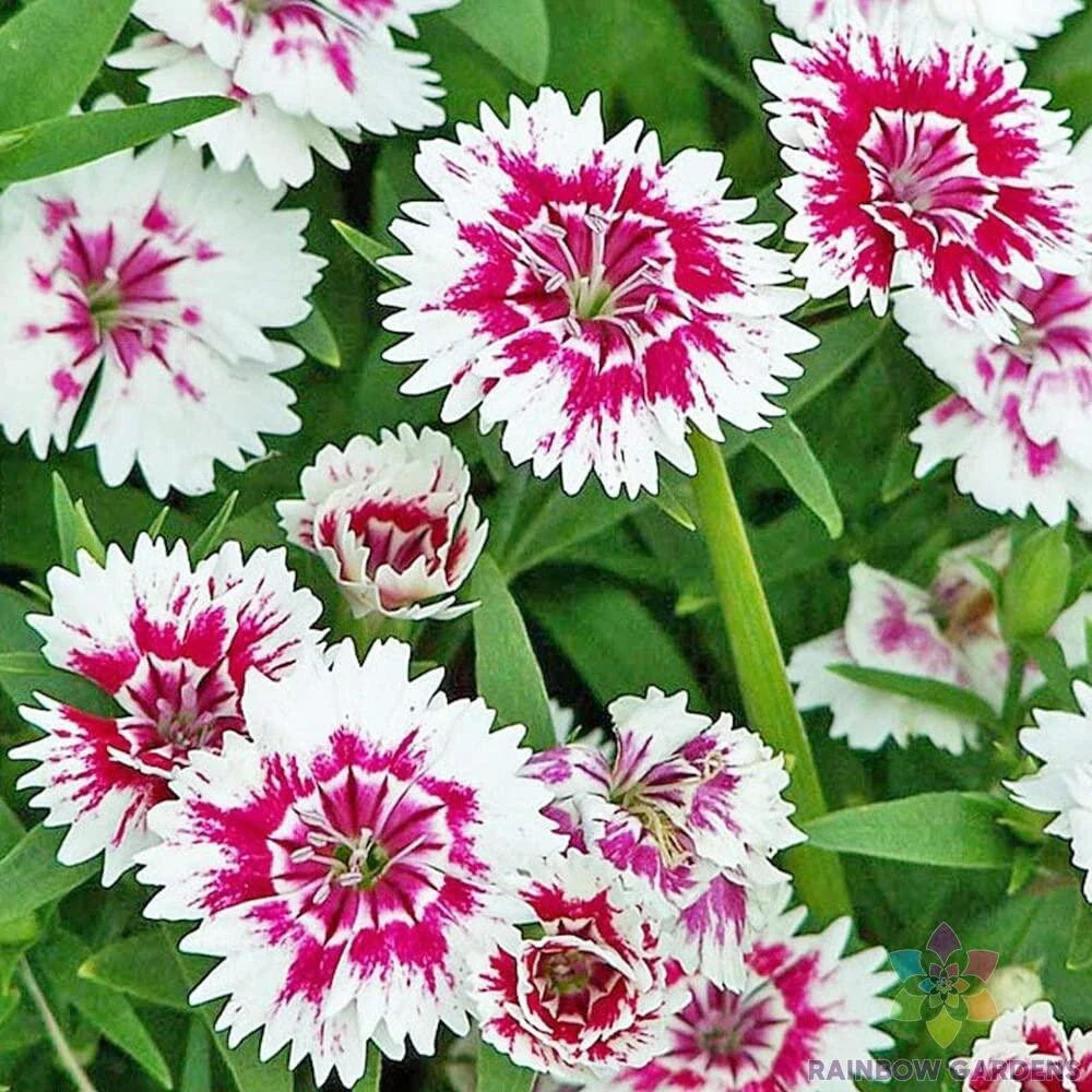Pink Chianti Carnation Seeds - 200+ Count - Garden Planting - Dianthus caryophyllus - USA Shipping