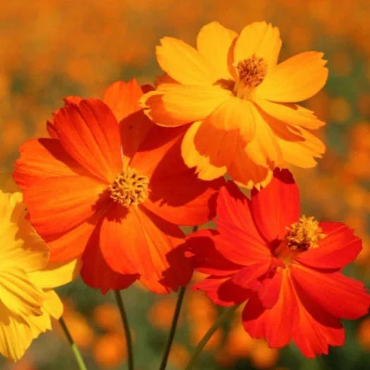 Sulphur Cosmos Seeds - Bright Lights Mix - Red, Orange, Yellow - Ideal for 2025 Planting