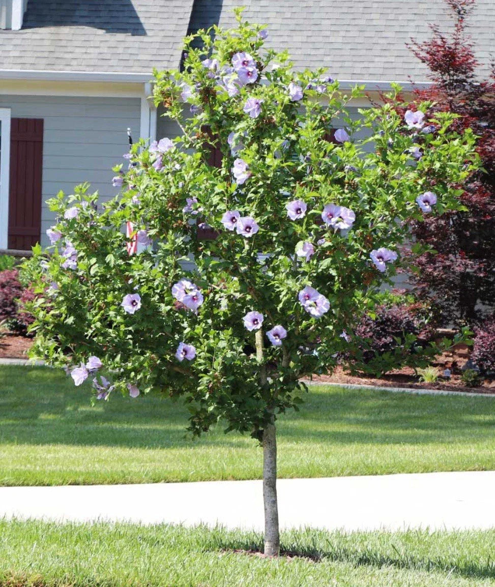 Rose of Sharon Hibiscus Starter Plants - 5 Bare Root Plants - Hardy, Colorful Shrubs - Hibiscus syriacus
