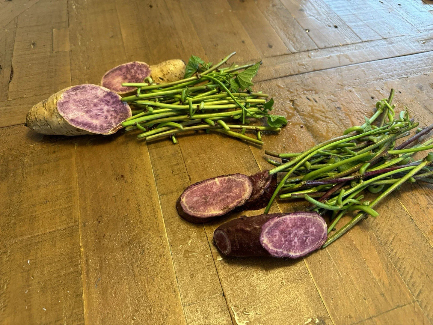 Sweet Potato Slip Cuttings - 20 Molokai & 20 Okinawa Varieties - Japan Purple Potato - Ipomoea batatas