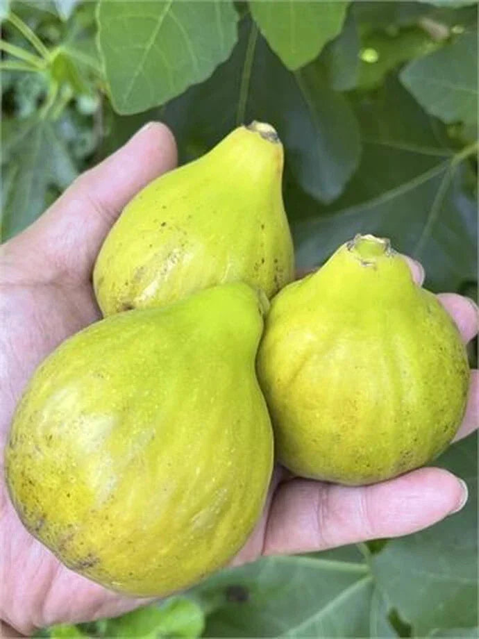 Fico Bianco Siciliano Cutting - 3 Nodes, Over 8 Inches Long - Ficus carica
