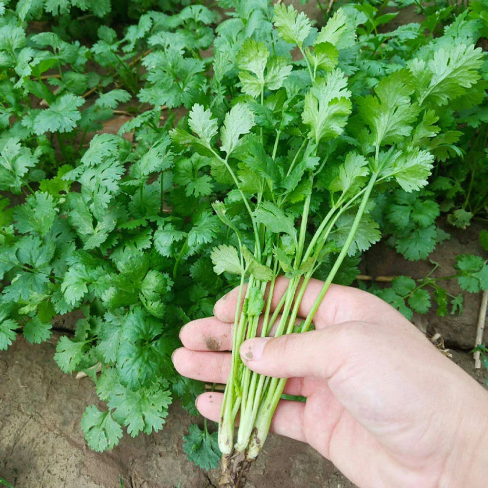 Cilantro Seeds 50+ Non-GMO - Leisure Cilantro (Coriandrum sativum) for Garden Planting, Annual Herb, Fast Germination