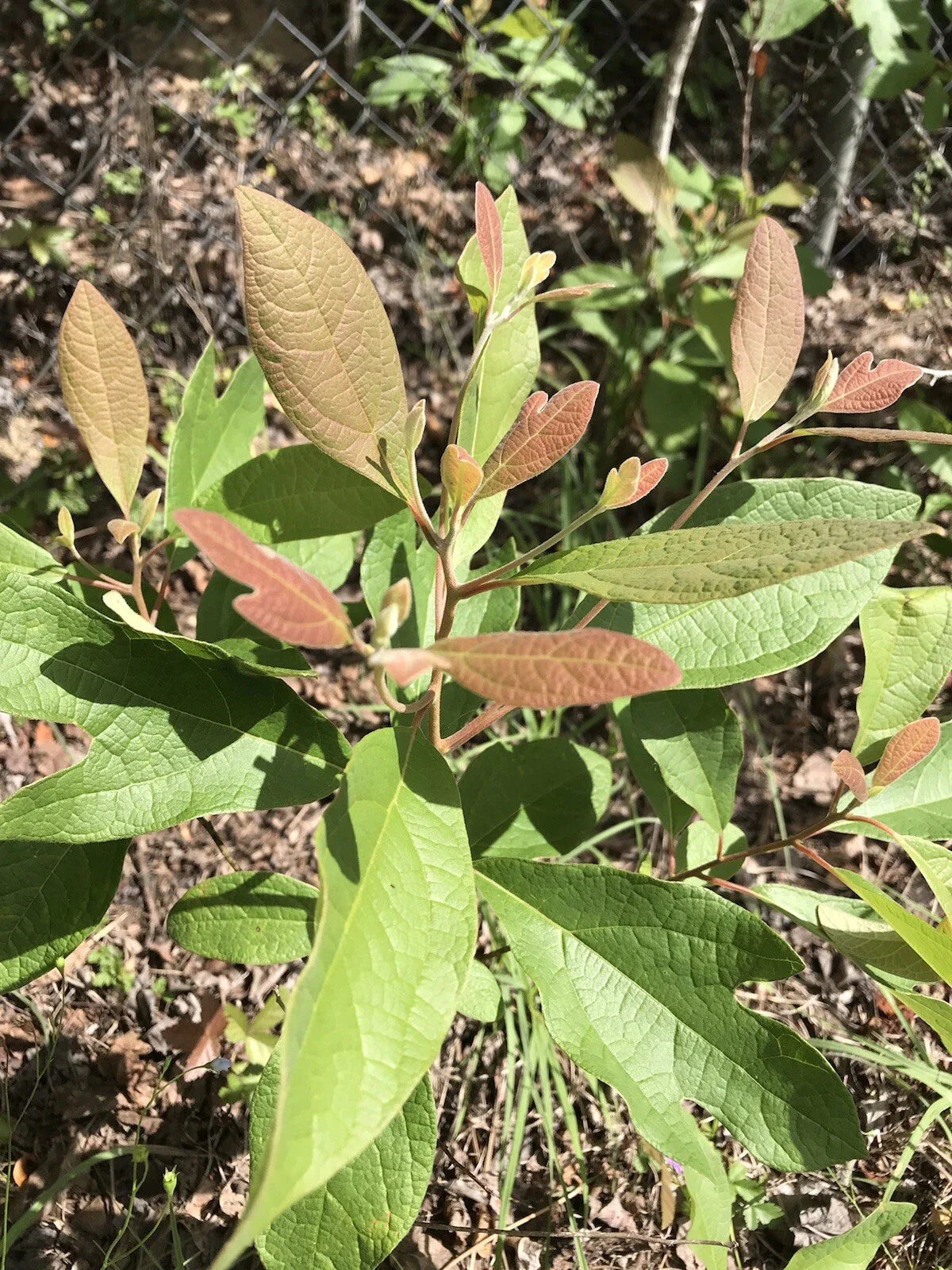 Sassafras Trees - 3 Bare Root Plants, 8-12 Inches, Ideal for Tea - Sassafras albidum