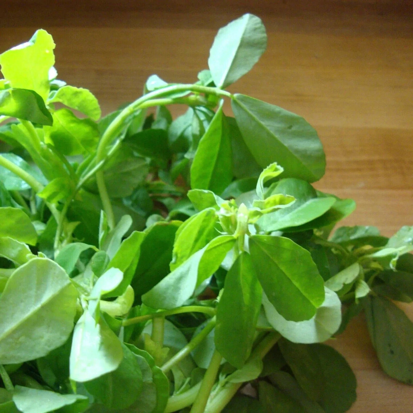 Non-GMO Fenugreek Seeds - Trigonella Foenum-Graecum - Organic Herb Seeds for Cooking and Health