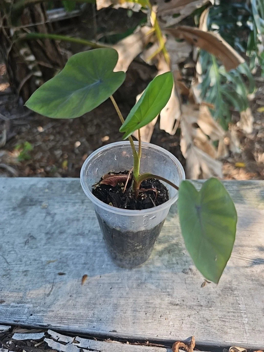 Elephant Ear Plant 3" Pot - Colocasia esculenta Illustris - Tropical Foliage, Indoor/Outdoor Decor