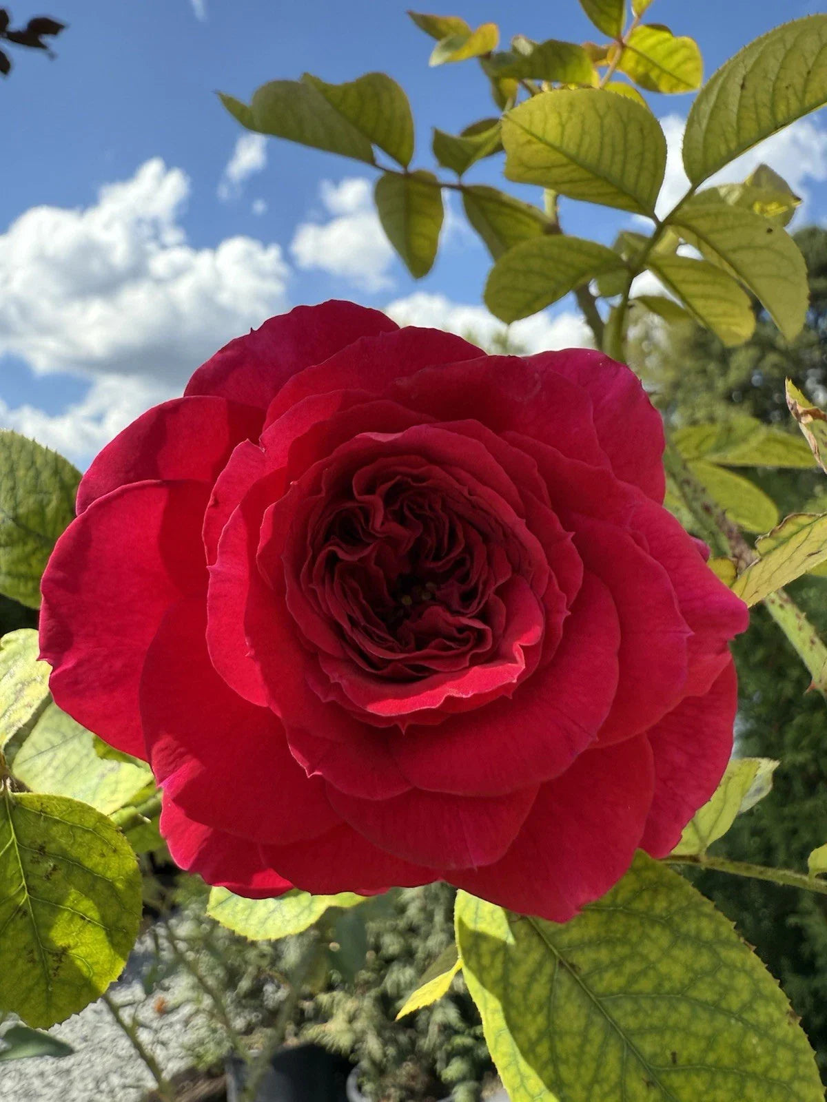Fragrant English Climber Rose Cuttings - Ausmove - Unrooted Shrub Rose Cuttings - Perfect for Gardens and Landscapes