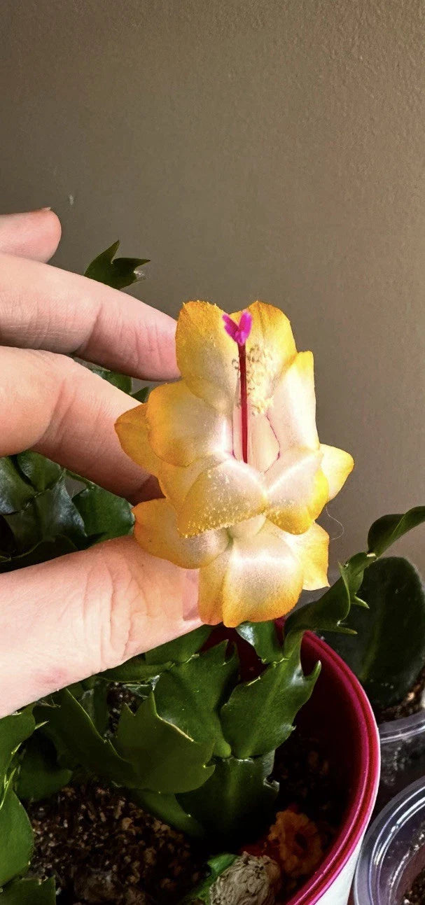 Rooted Golden Schlumbergera Segments - Christmas Cactus (Schlumbergera) - Perfect for Indoor Plant Lovers