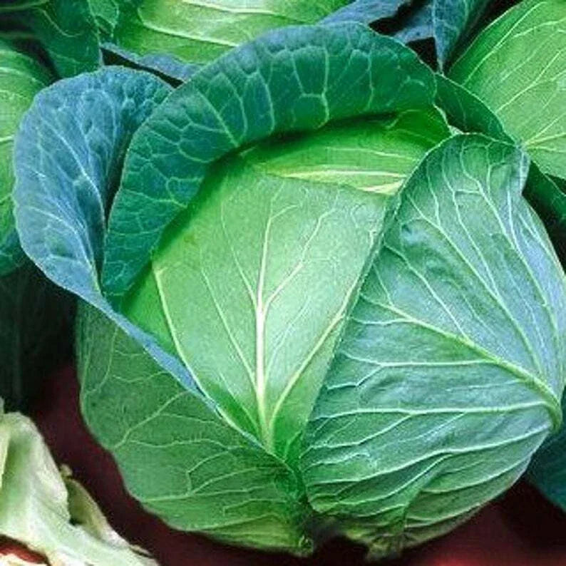 Danish Ballhead Cabbage Seeds - Amager Variety - NON-GMO for Sauerkraut - Free Shipping