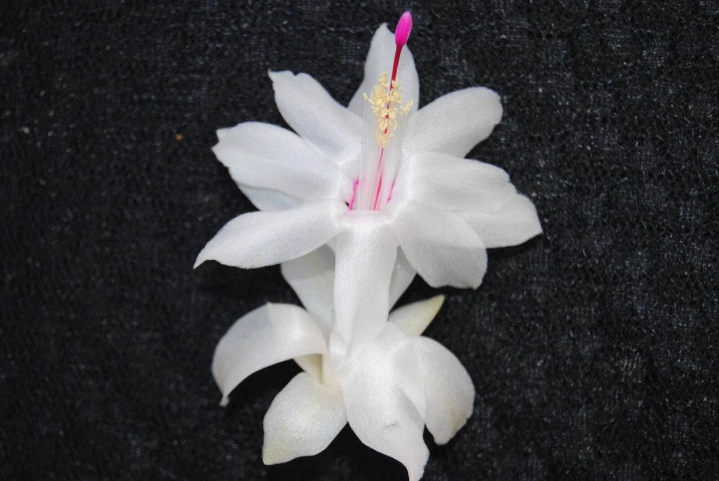 Christmas Cactus Starter Plant - Small White Knight Variety - Schlumbergera Truncata, Well-R rooted Healthy Plant