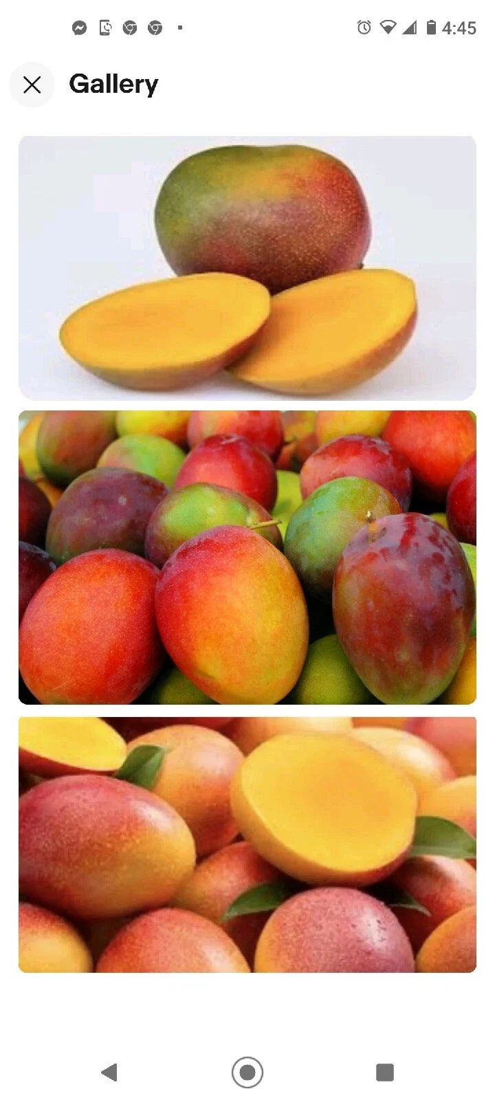 Kent Mango Seeds 10 Pack Fresh USA Mangifera indica