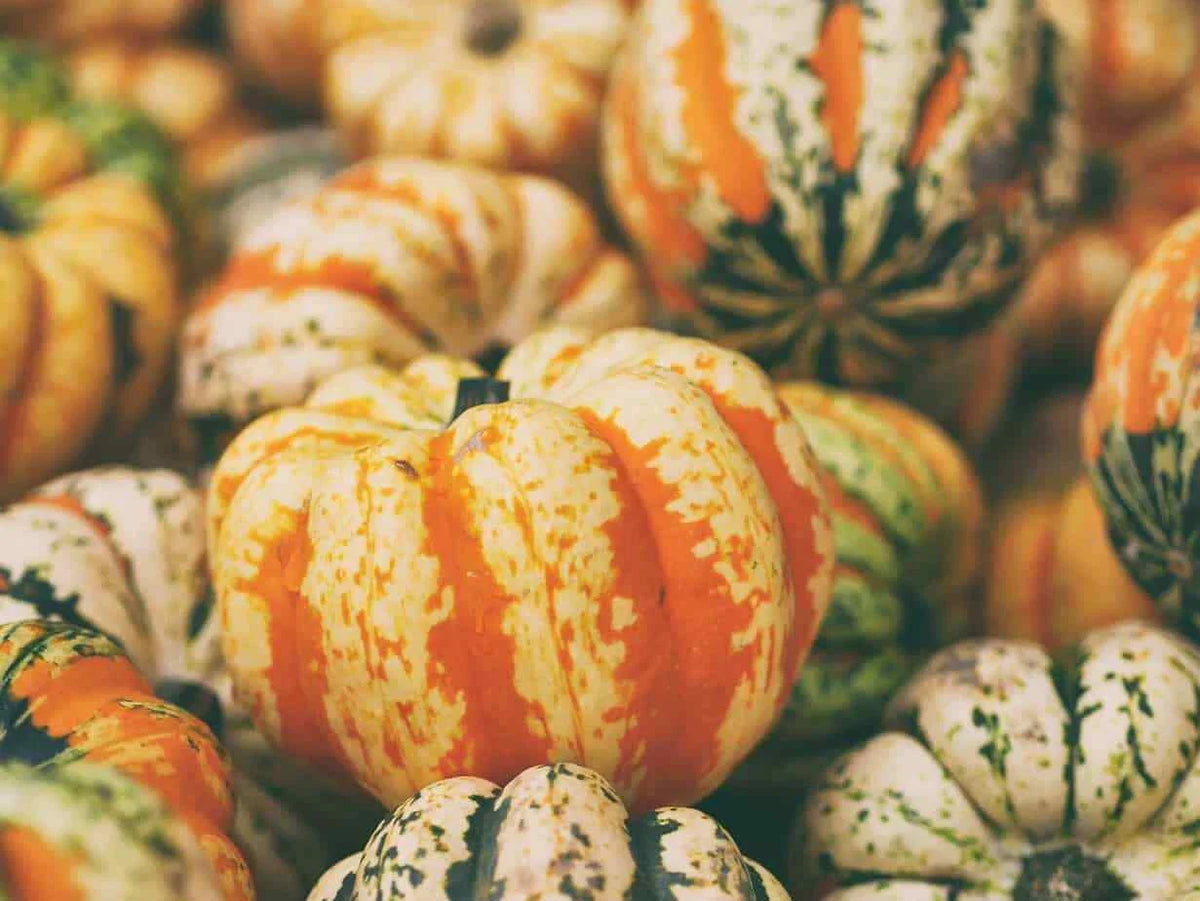 Celebration Winter Squash Seeds - Fresh Seed Variety - Cucurbita maxima