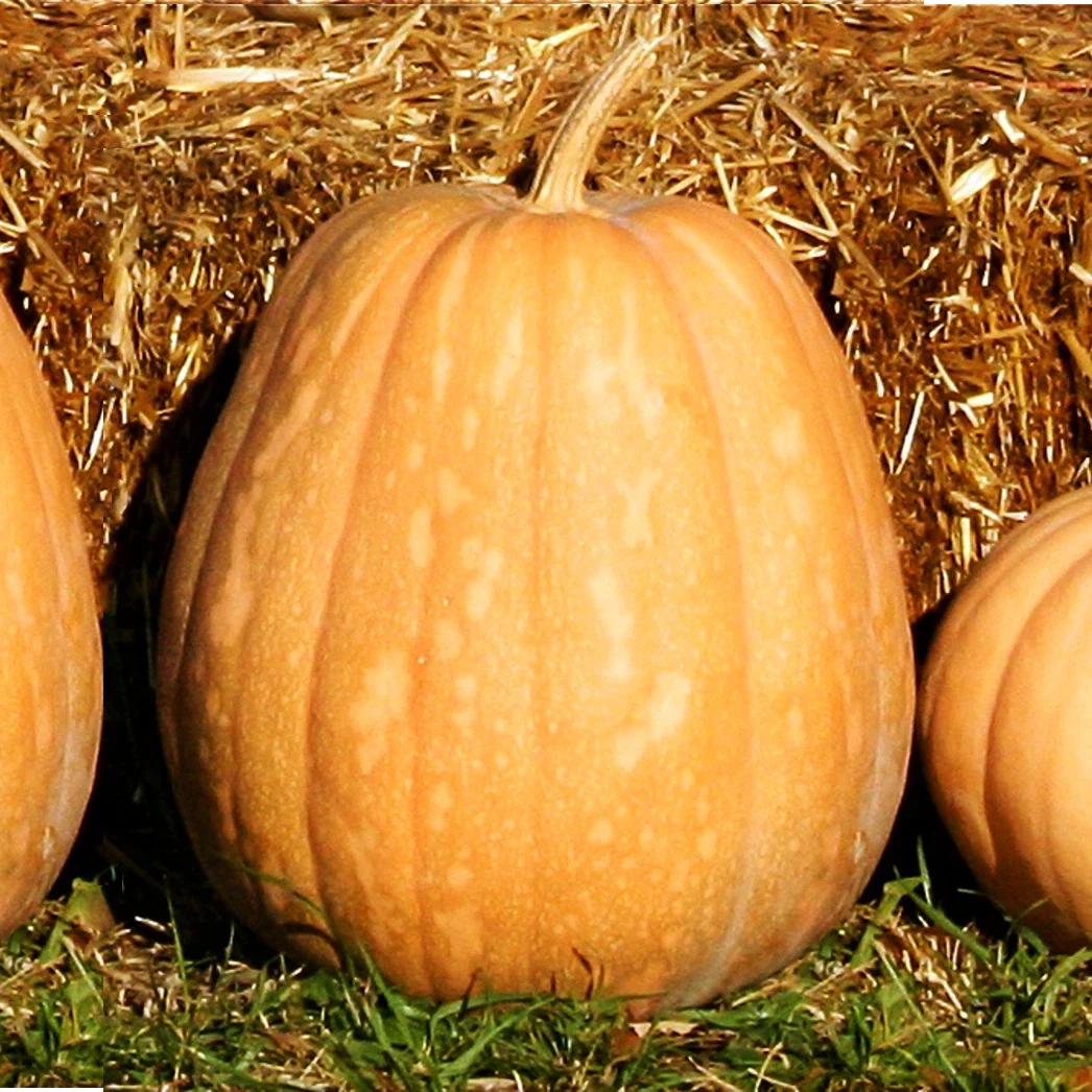 Dickinson Pumpkin Seeds | Kentucky Field Variety | Tan Squash Vegetable Seed | 2025