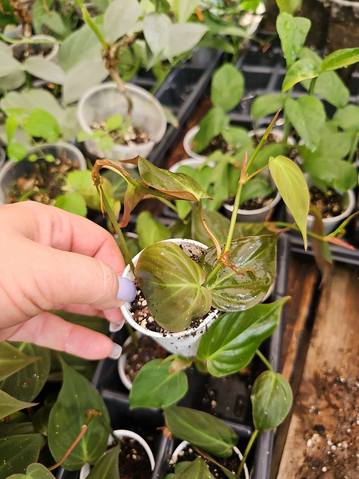Philodendron Micans Live Plant 2 Inch Pot Fully Rooted | Velvet Leaf Tropical Houseplant | Philodendron hederaceum