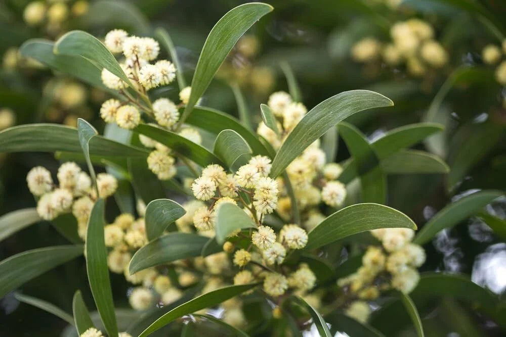 Australian Blackwood Tree Seeds - 30 Seeds for Planting - Acacia melanoxylon - High Germination Rate