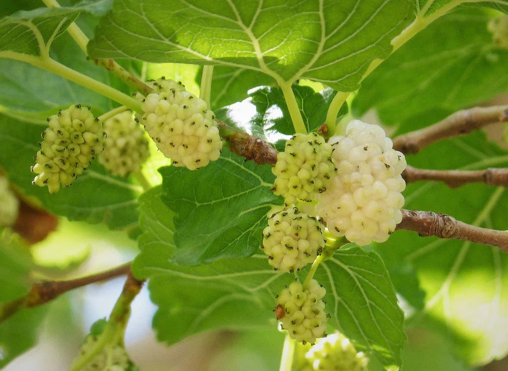 White Mulberry Seeds, 50 Count, Morus alba - Organic Fruit Tree Seeds for Home Gardening