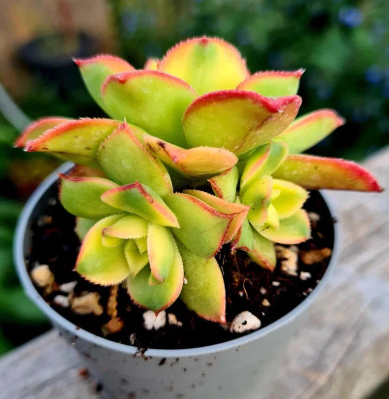 Crassula Sarmentosa Succulent Live Plant 2 Inch - Ideal for Home Office Garden Decor - Easy Care Plant