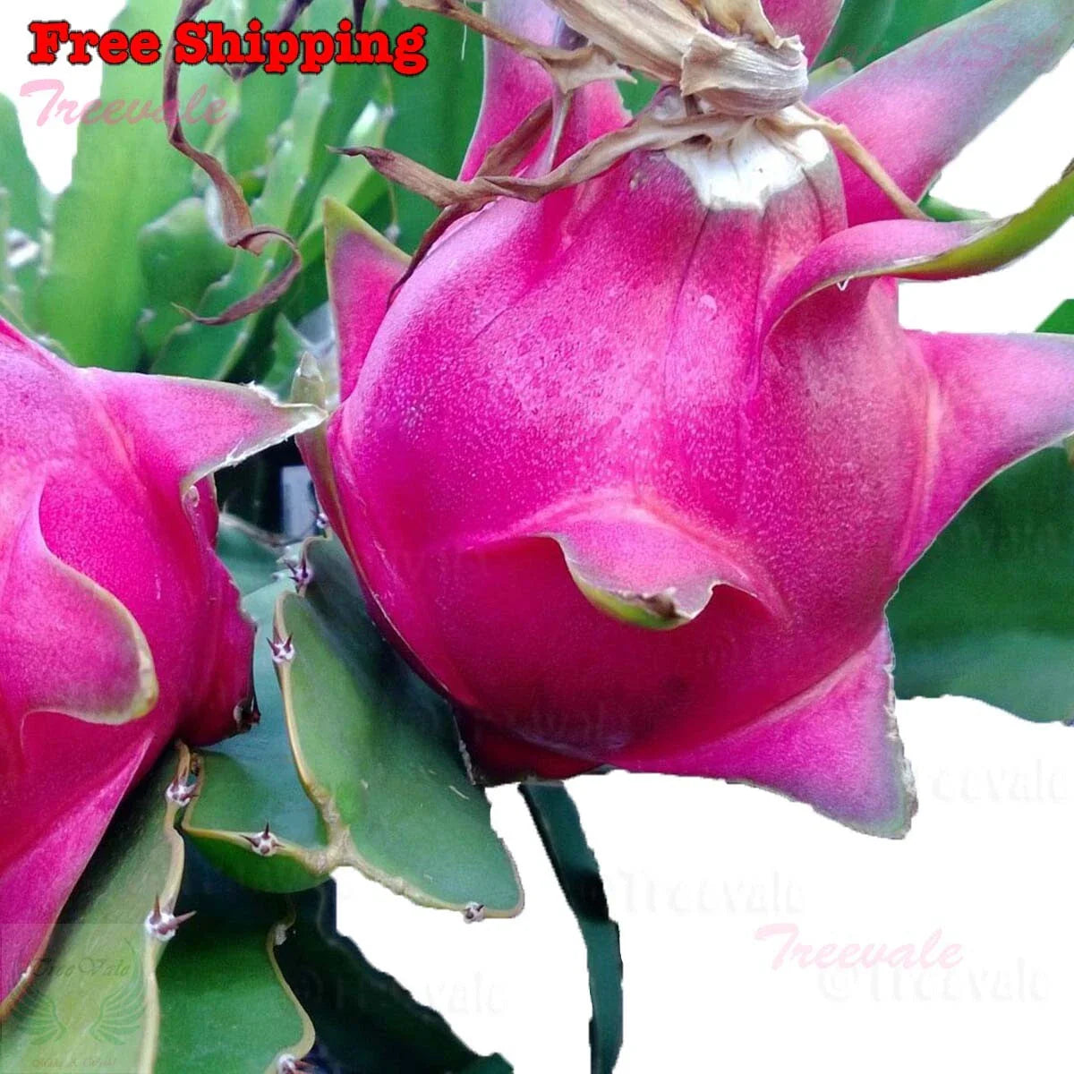 Dragon Fruit Cuttings - 6-10" Live Pitaya White Fruit - 2 Unrooted Cuttings - Fresh Plant for Home Gardening