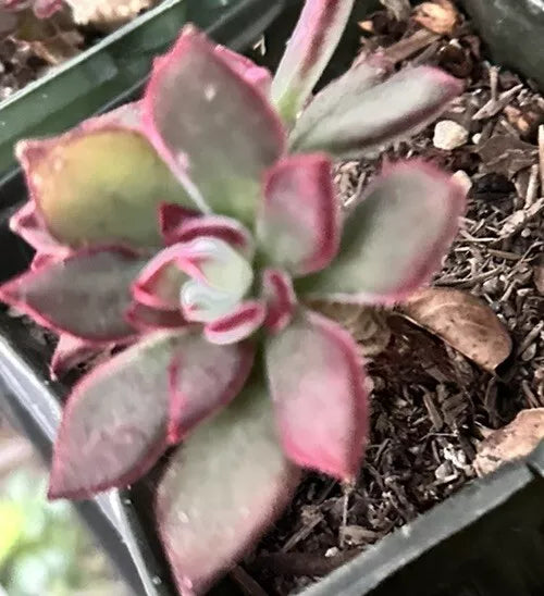 Succulent Echeveria Pulvinata 3" Fuzzy Plant Red Green - Echeveria pulvinata
