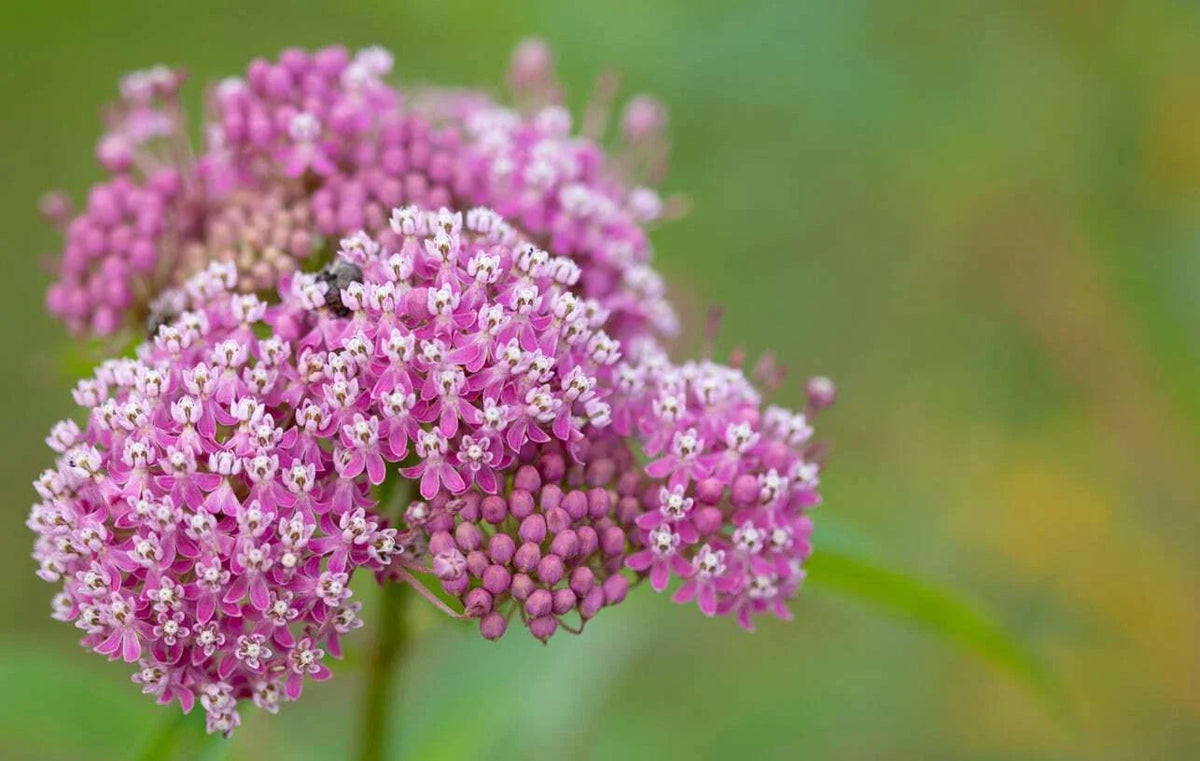 Swamp Milkweed Seeds - Easy Grow Rose Milkweed - Asclepias Incarnata - Native Plant Seeds - Pollinator Friendly