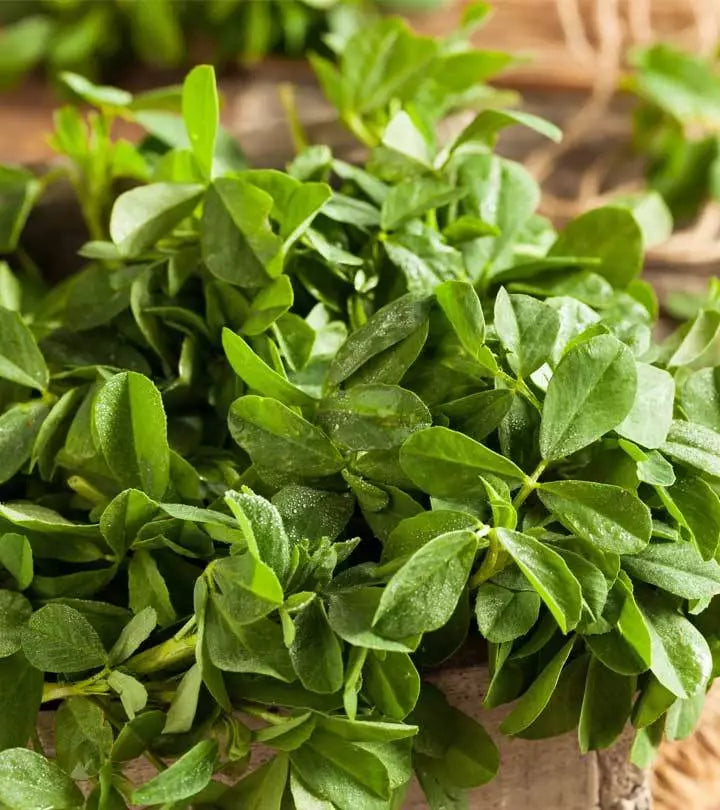 Fenugreek Herb Curry Powder, Non-GMO, Heirloom, Various Sizes, Trigonella foenum-graecum