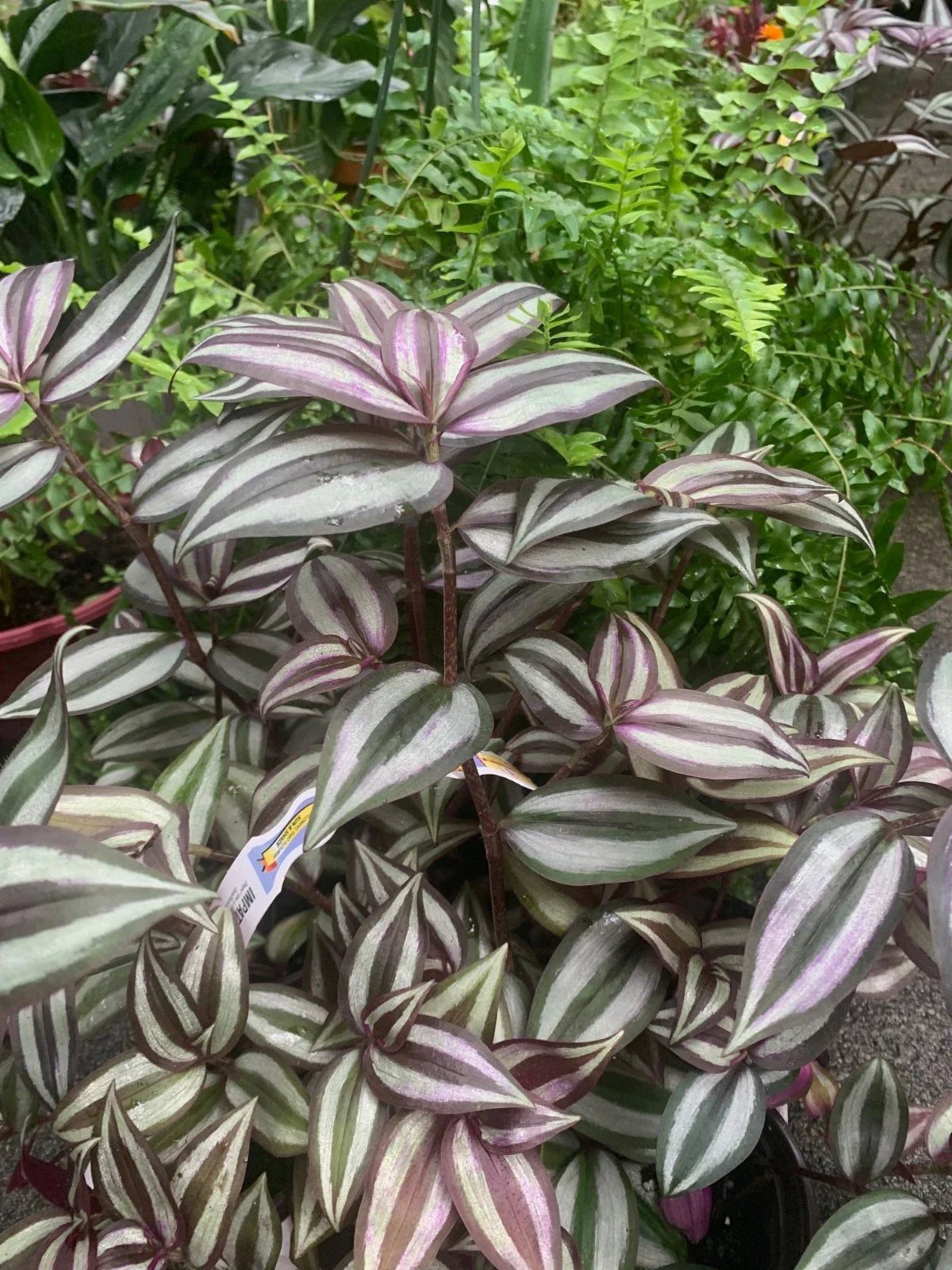 Tradescantia Zebrina Plant in 4" Pot | Healthy Rooted Wandering Jew | Purple and Green Foliage