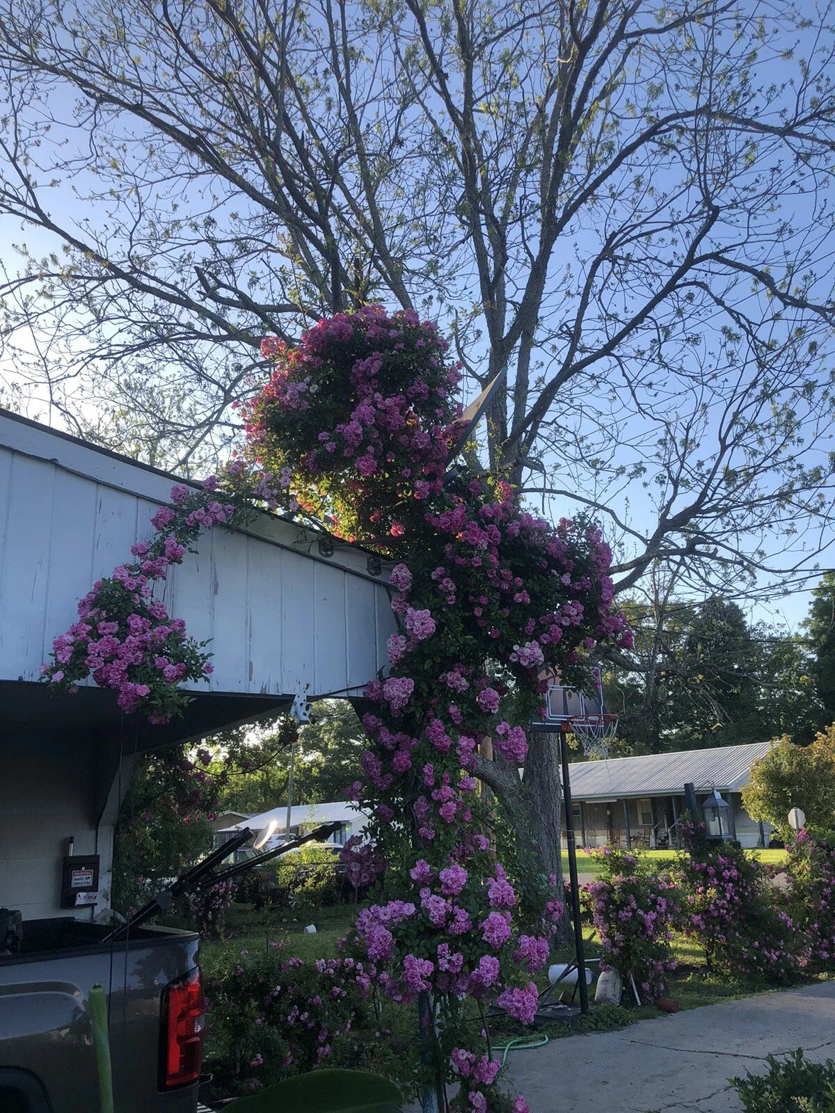 Live Rooted Trailing Rose Plant 2ft Peggy Martin Hurricane Katrina®️ose Rosa 'Peggy Martin'