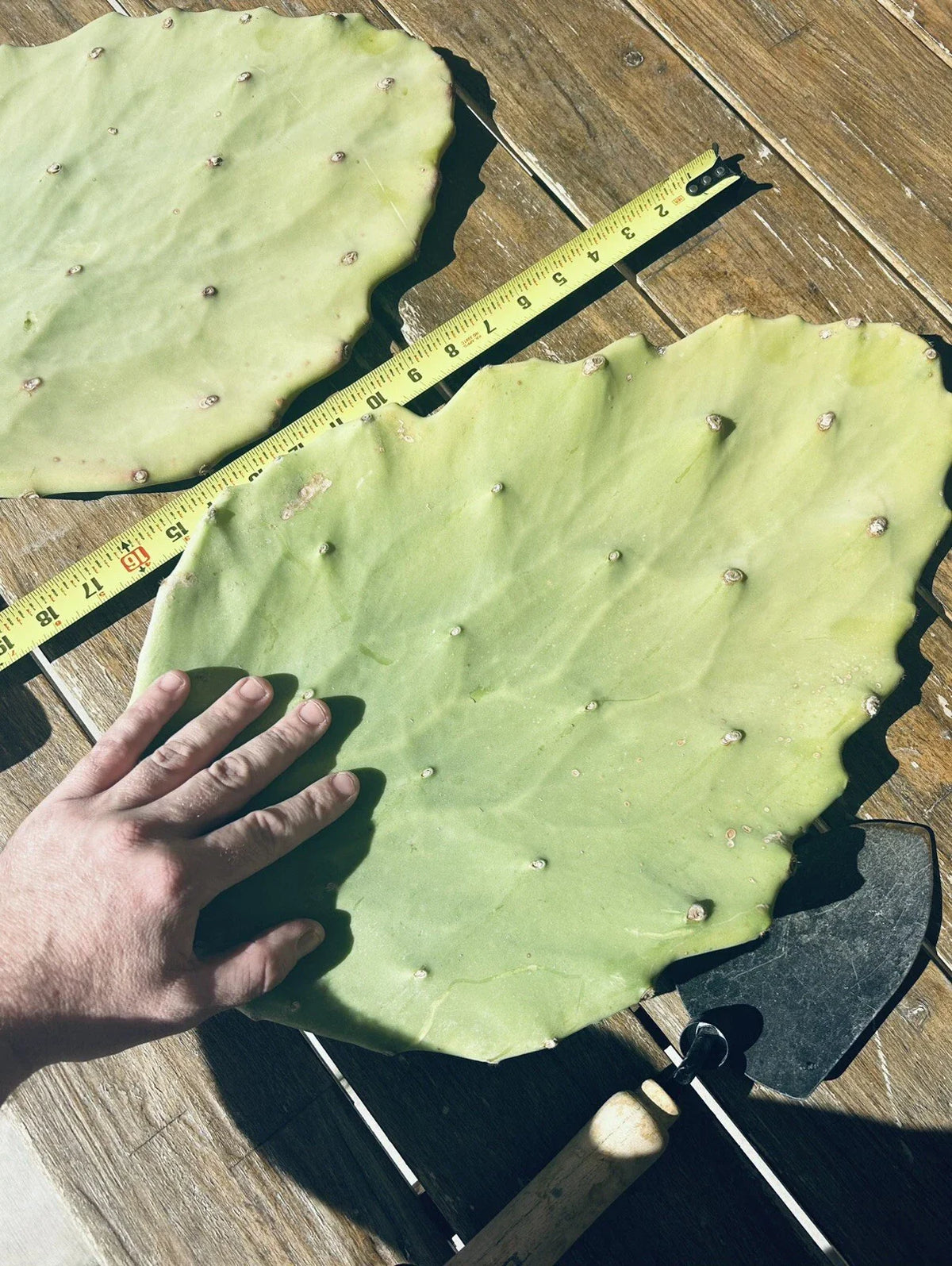 Opuntia Gomei Cuttings - Old Mexico Pear Cactus Pads 6”-10” - Succulent Plant for Home Garden