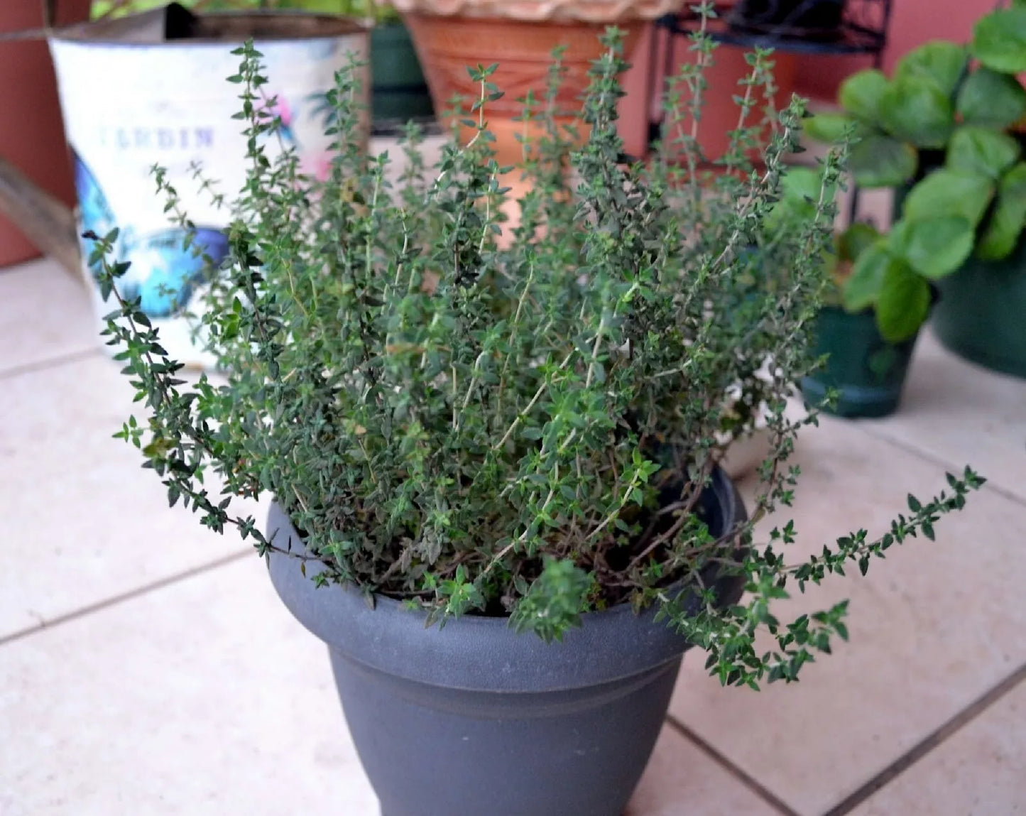 Common Thyme Seeds - 300+ Fragrant Seeds - Thymus Vulgaris - Culinary Herb for Cooking and Gardening