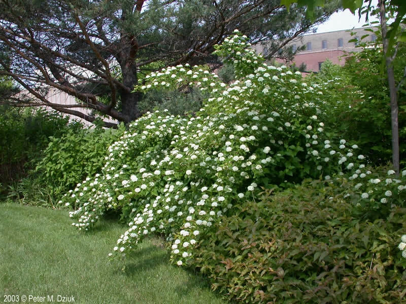 Ninebark Plant 12-18 Inches Bare Root Live Plant Physocarpus opulifolius - Hardy Shrub for Zones 5-9