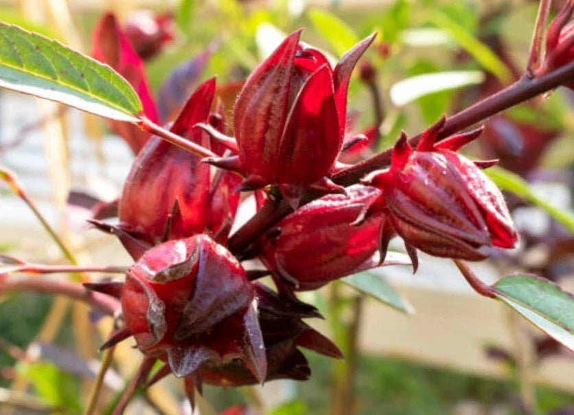 Red Roselle Starter Plant - 8in Tall - 4in Pot - Hibiscus Sabdariffa - Tropical Herbal Tea Plant