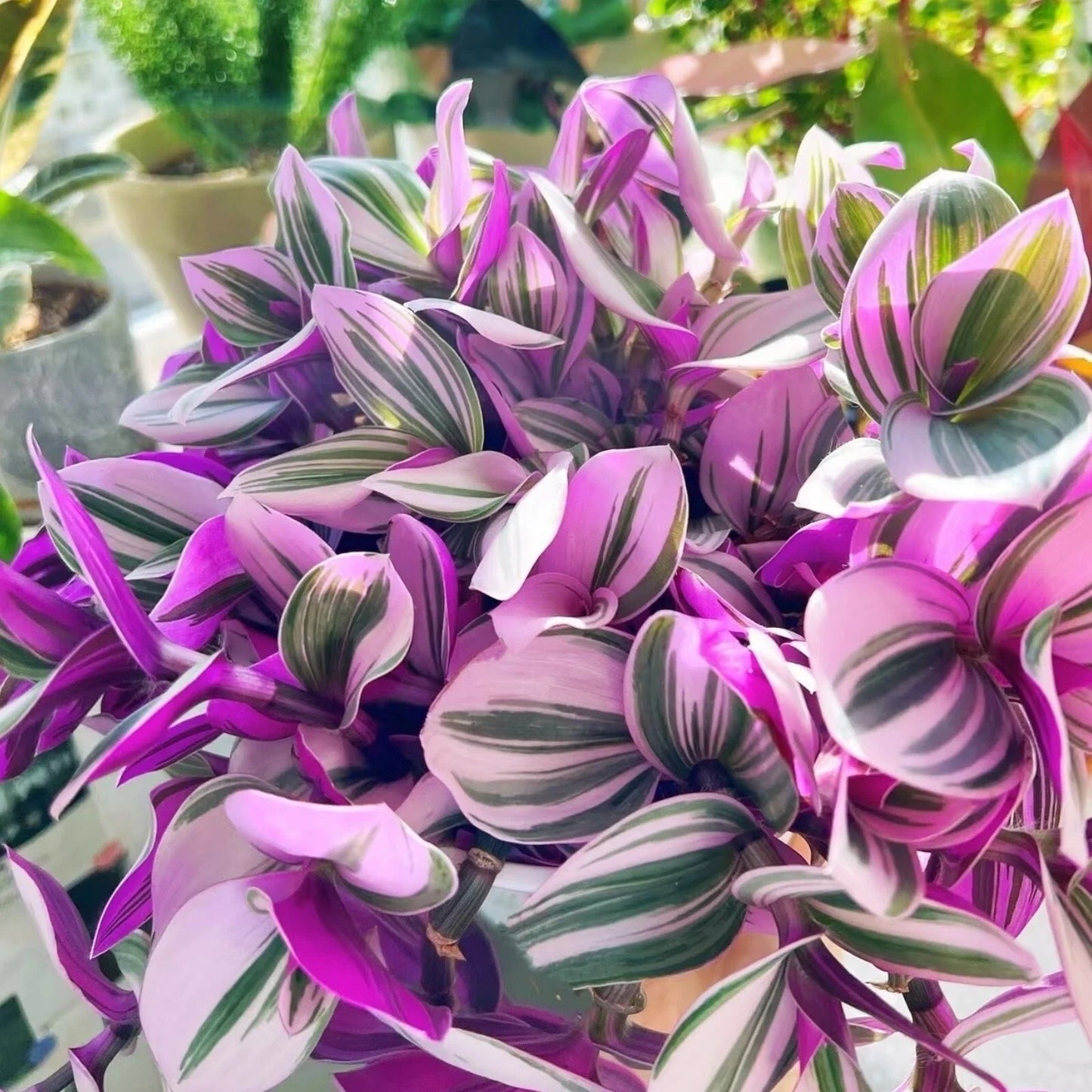 Tradescantia Nanouk Cuttings - 3 Unrooted 3”-4” Rare Pink Wandering Jew Houseplant - Indoor Plant Decor