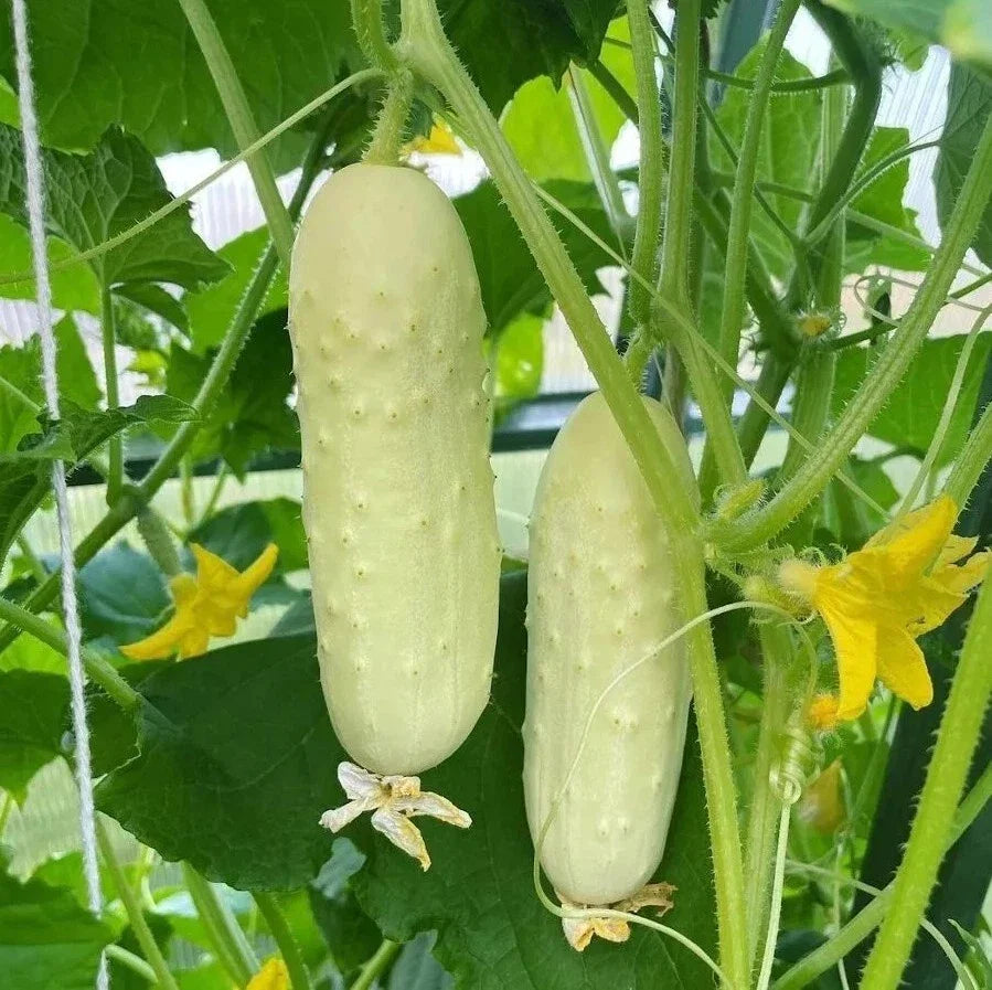 White Wonder Cucumber Seeds - Organic Heirloom, Non-GMO, Rare Variety - Cucumis sativus