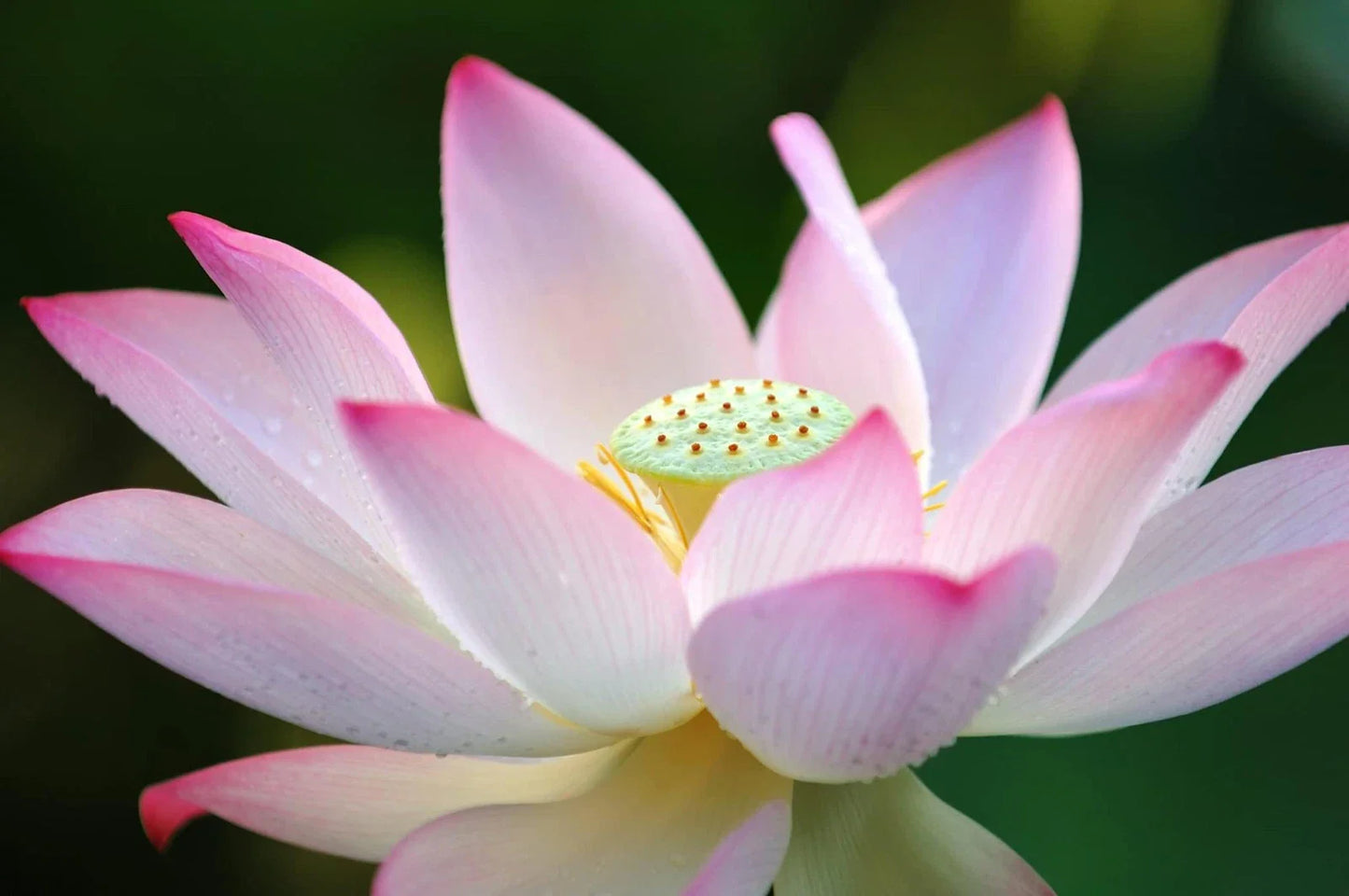 Lotus Seeds for Planting - 30 Pack - Aquatic Plant - Ideal for Bonsai or Water Features - Nelumbo nucifera