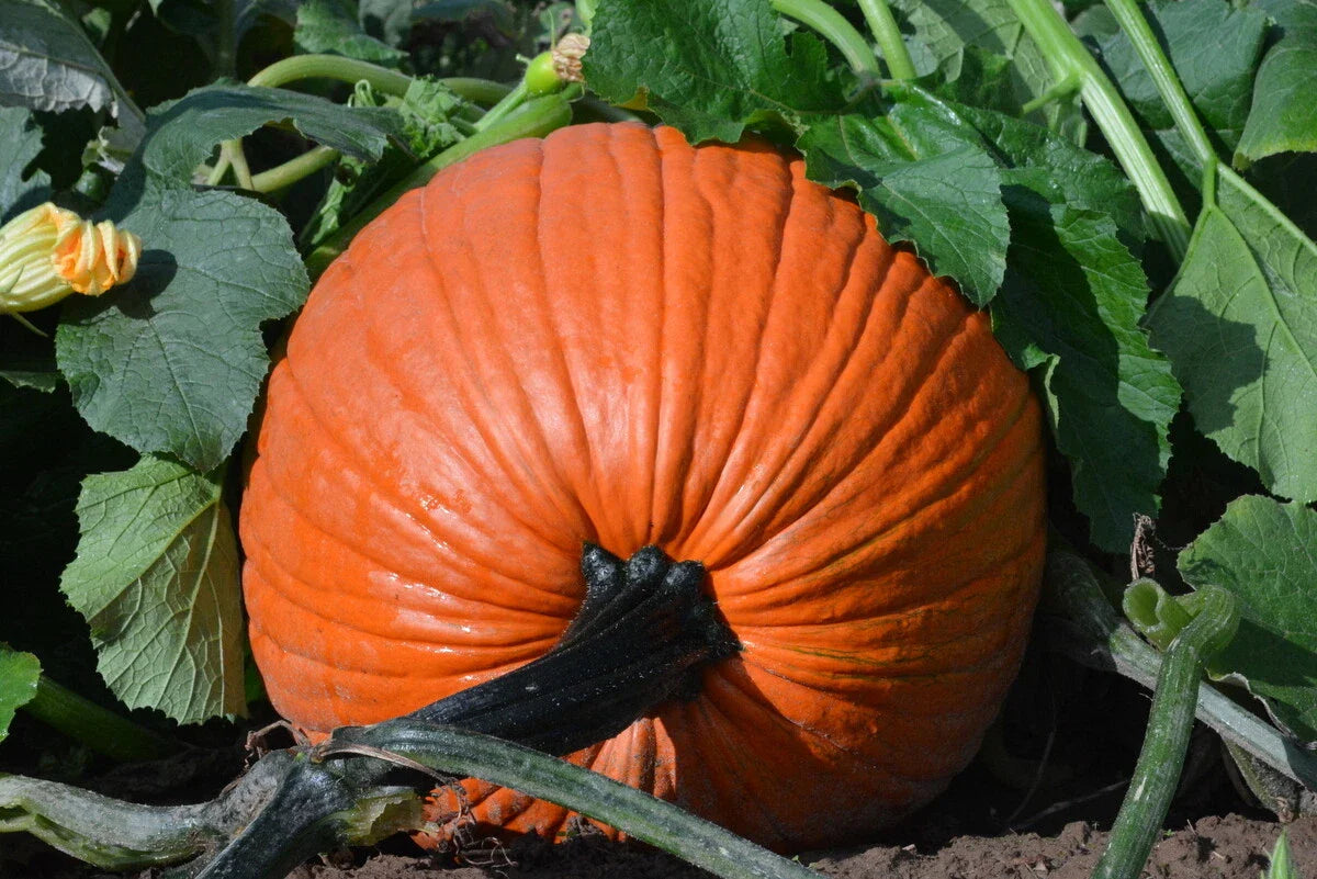 Everest Pumpkin Seeds - Large Jack O'Lantern Variety - Fresh Pumpkin Seed for Planting - Cucurbita pepo