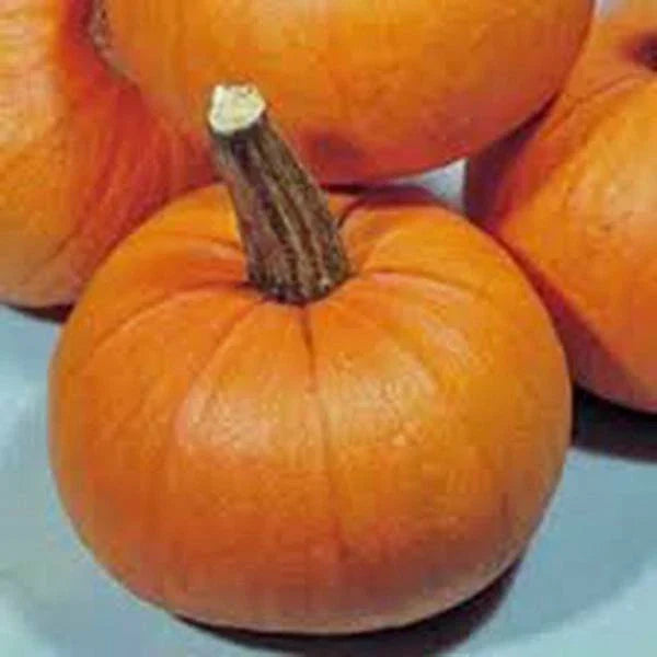 Pumpkin Seeds 500 Count, Small Sugar Heirloom, Non-GMO, Perfect for Growing Small Pumpkins
